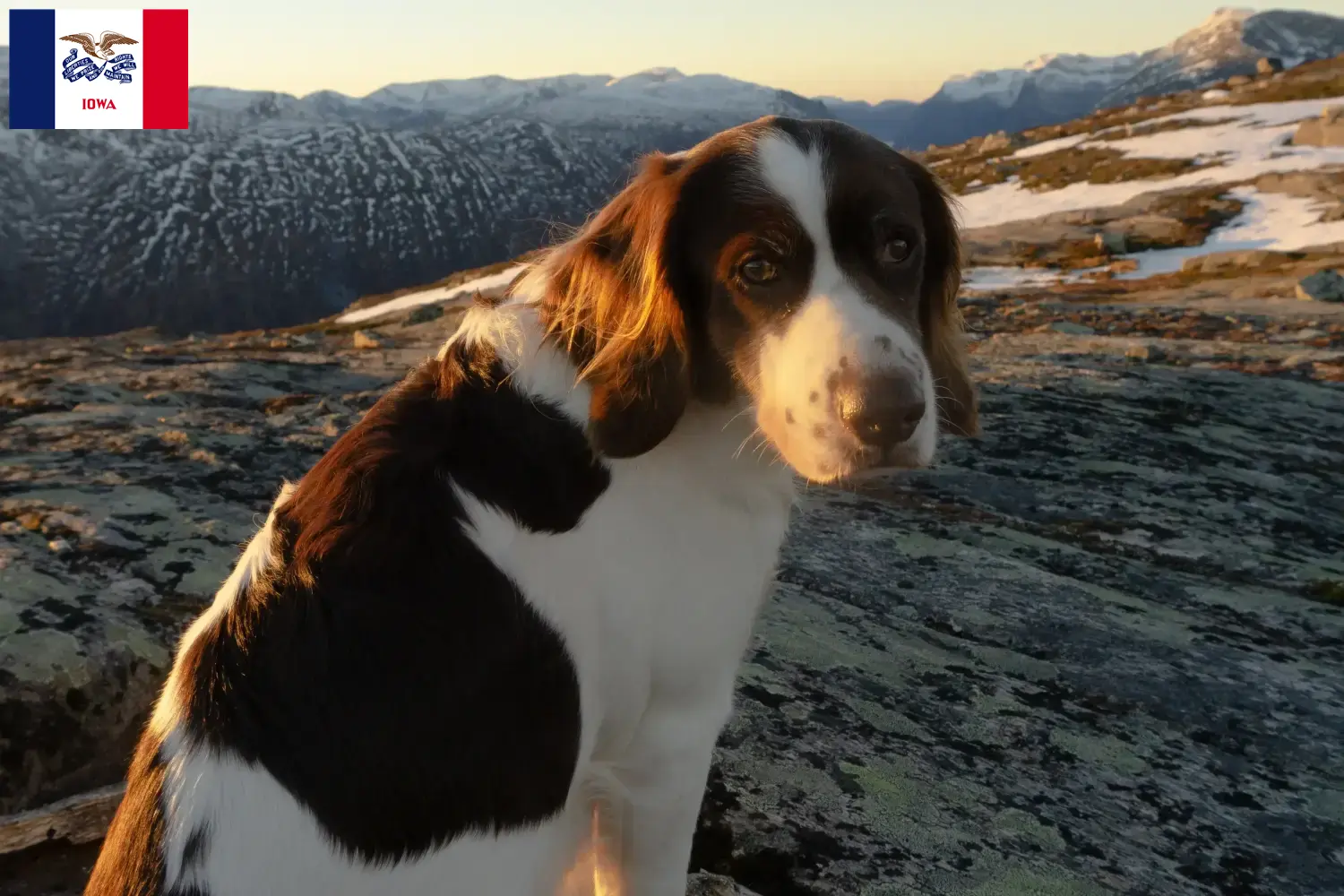Read more about the article Drentse Patrijshond breeders and puppies in Iowa