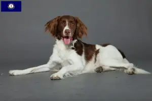 Read more about the article Drentse Patrijshond breeders and puppies in Kentucky