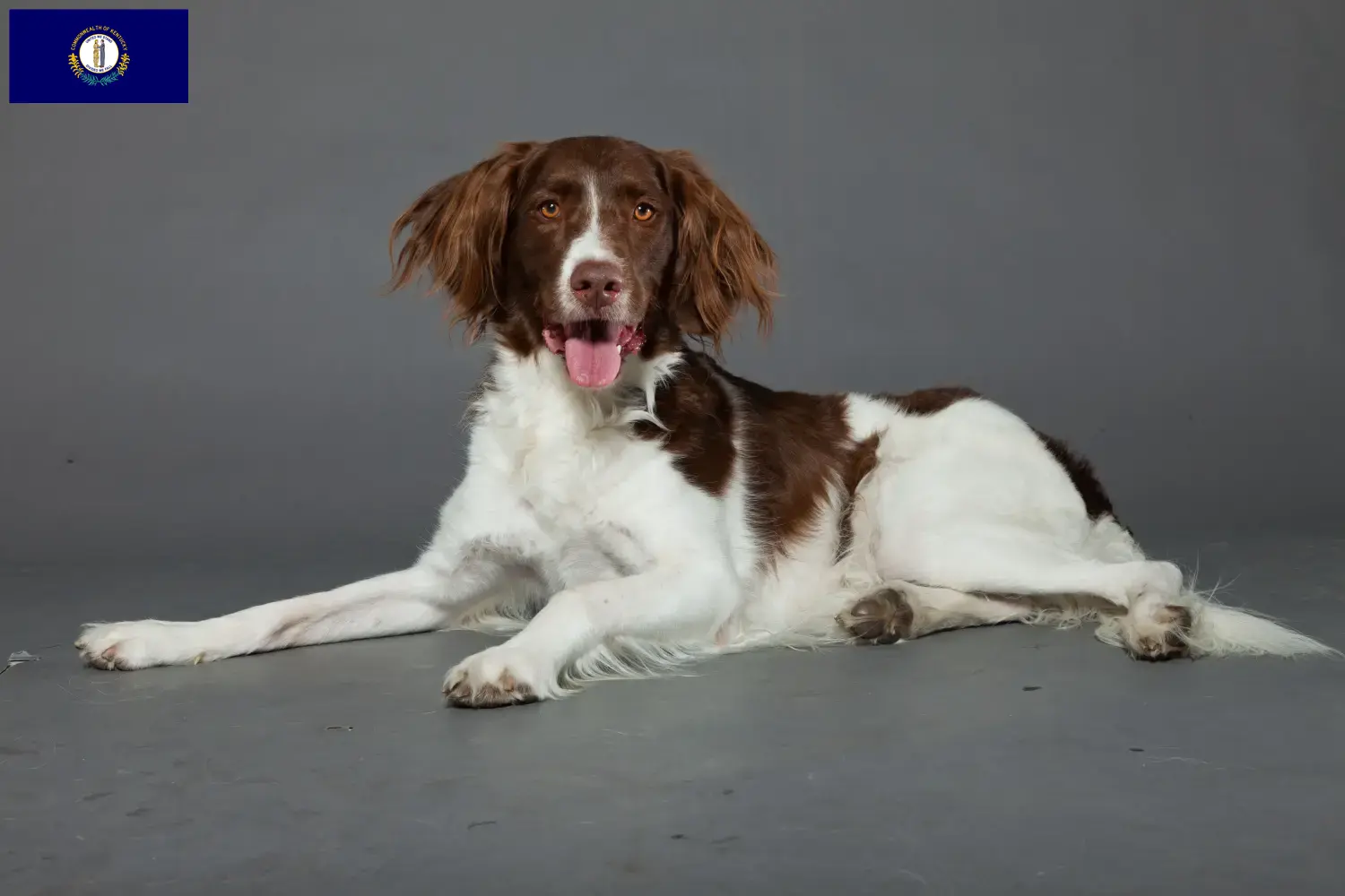 Read more about the article Drentse Patrijshond breeders and puppies in Kentucky