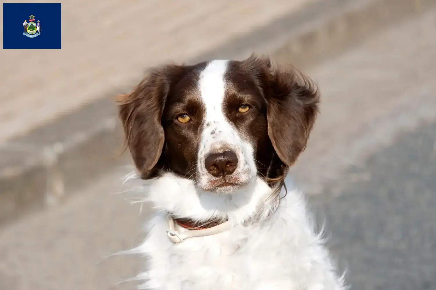 Read more about the article Drentse Patrijshond breeders and puppies in Maine