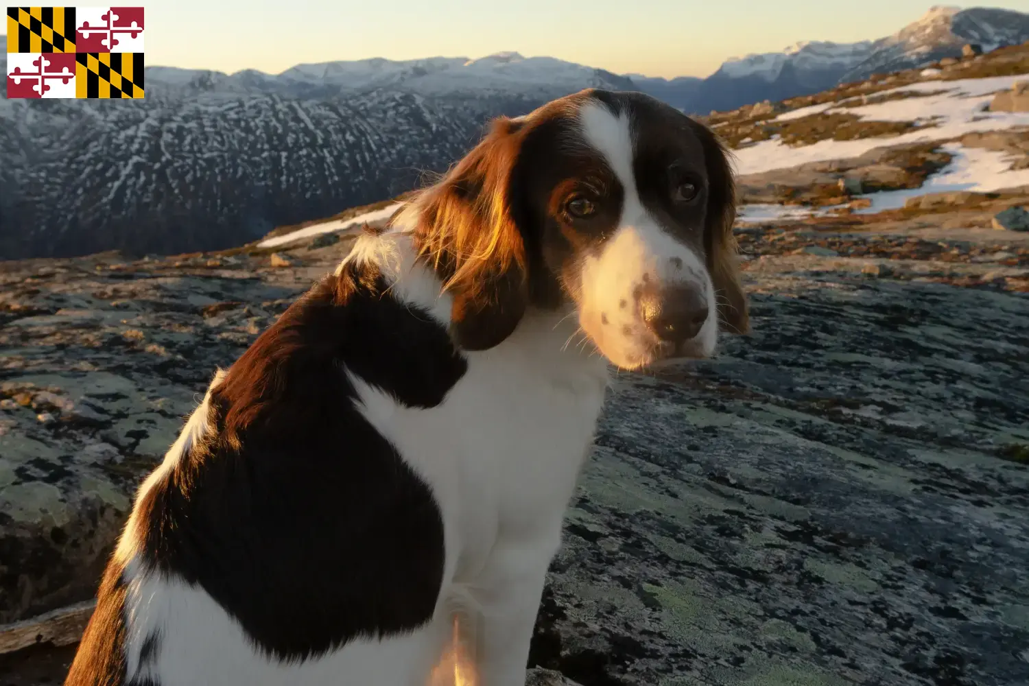 Read more about the article Drentse Patrijshond breeders and puppies in Maryland