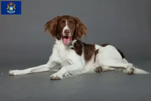 Read more about the article Drentse Patrijshond breeders and puppies in Michigan