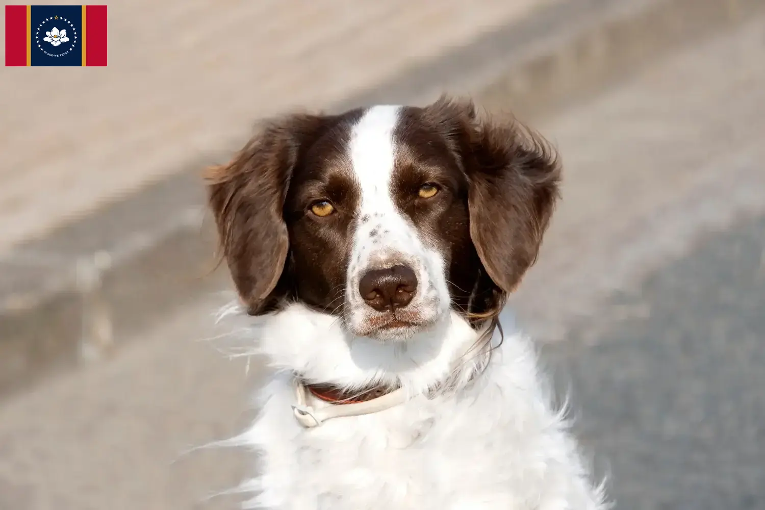 Read more about the article Drentse Patrijshond breeders and puppies in Mississippi
