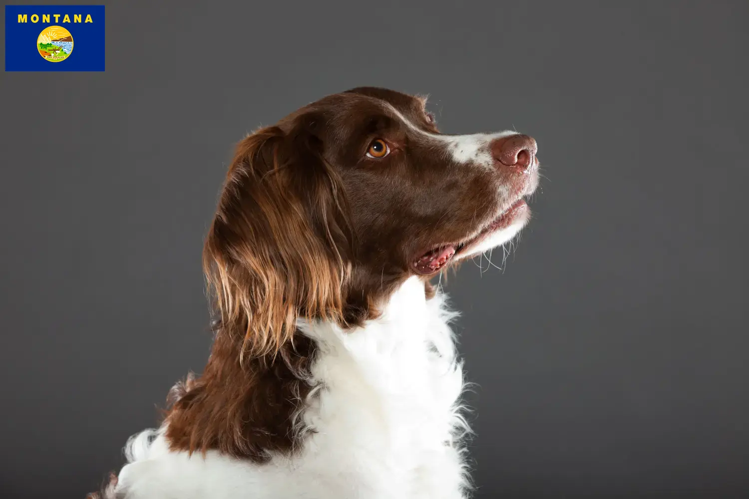 Read more about the article Drentse Patrijshond breeders and puppies in Montana