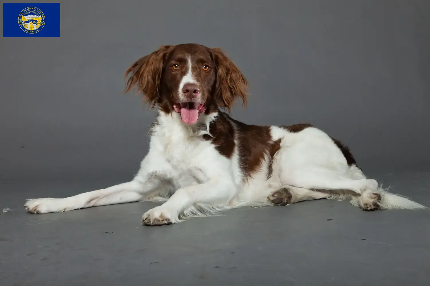 Read more about the article Drentse Patrijshond breeders and puppies in Nebraska