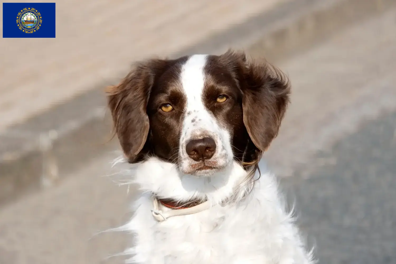 Read more about the article Drentse Patrijshond breeders and puppies in New Hampshire