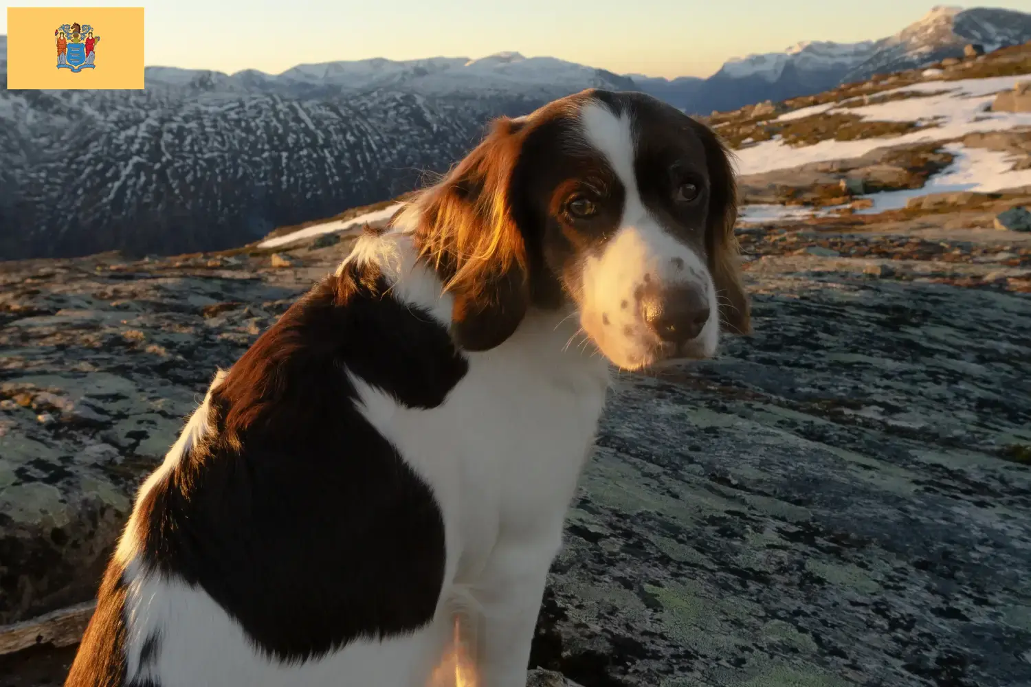 Read more about the article Drentse Patrijshond breeders and puppies in New Jersey