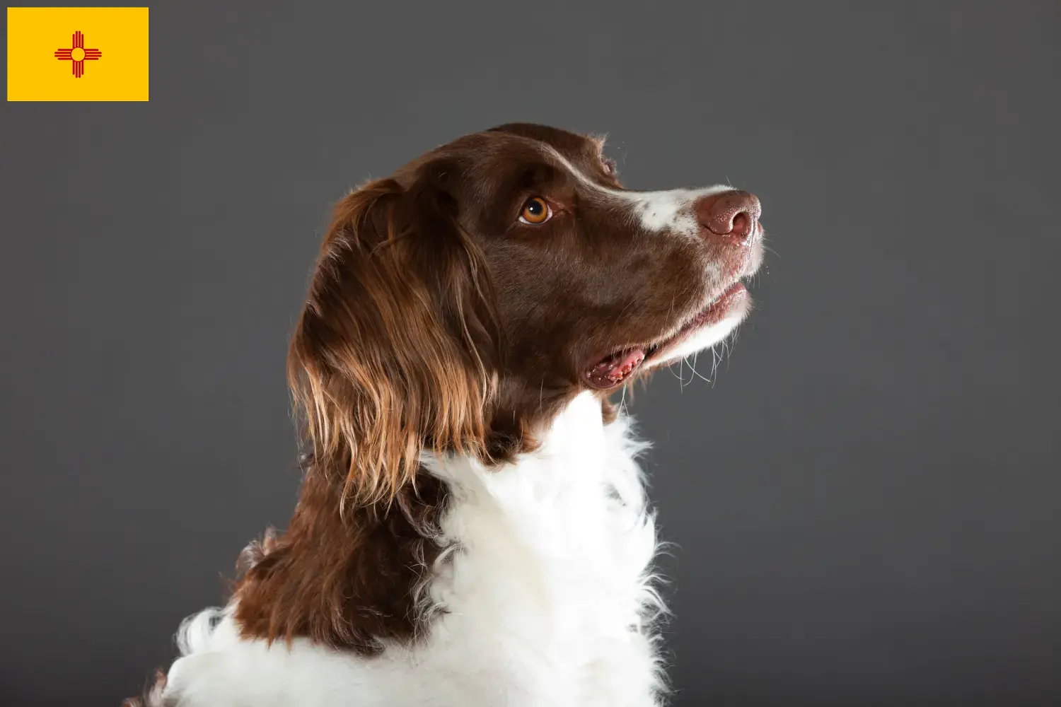 Read more about the article Drentse Patrijshond breeders and puppies in New Mexico