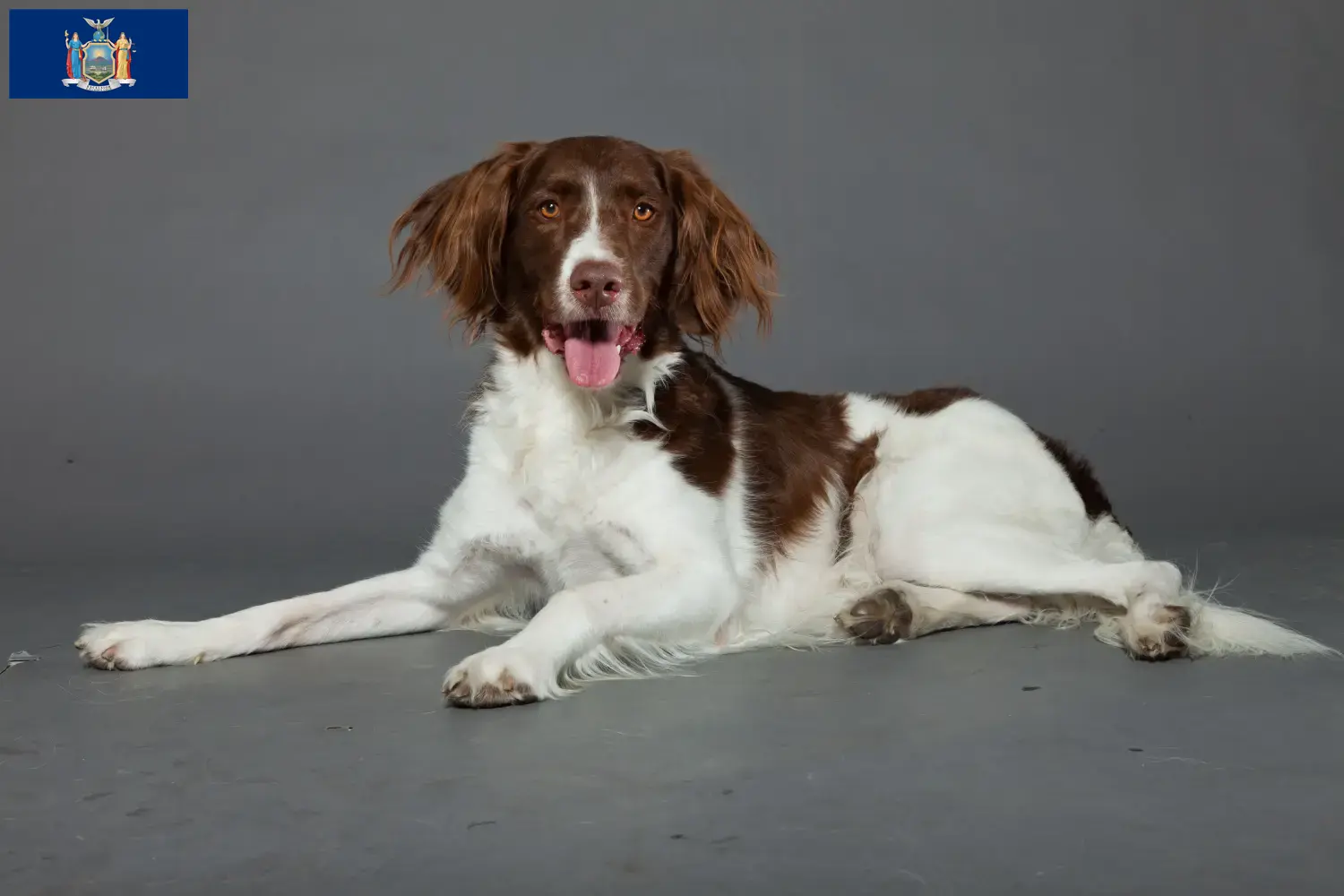 Read more about the article Drentse Patrijshond breeders and puppies in New York