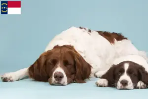 Read more about the article Drentse Patrijshond breeders and puppies in North Carolina