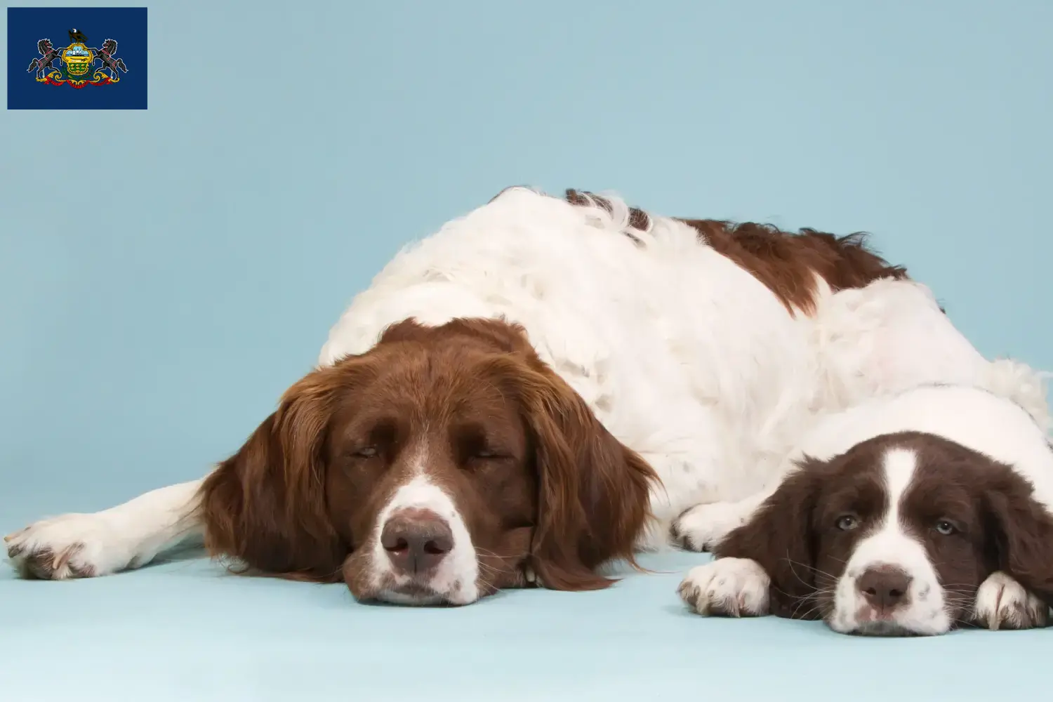 Drentse Patrijshond puppies and breeders Pennsylvania Here you can find Drentse Patrijshonds breeders in Pennsylvania.