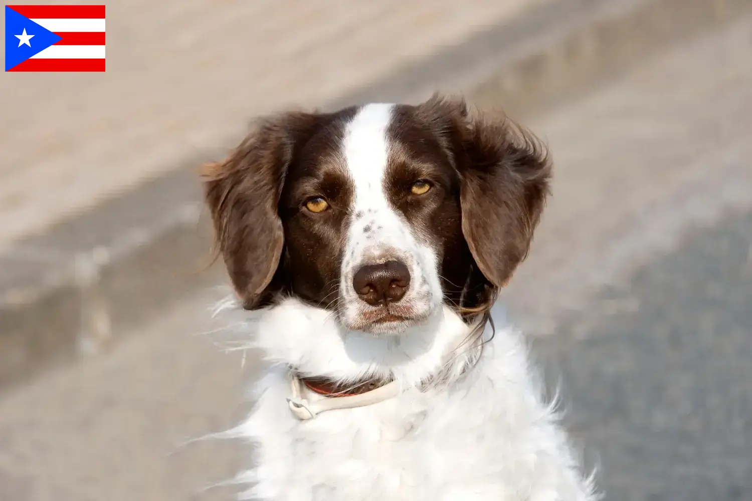 Drentse Patrijshond puppies and breeders Puerto Rico Here you can find Drentse Patrijshonds breeders in Puerto Rico.