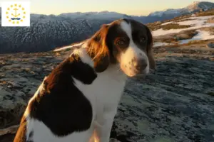 Read more about the article Drentse Patrijshond breeders and puppies in Rhode Island