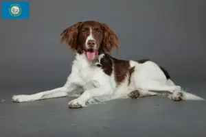 Read more about the article Drentse Patrijshond breeders and puppies in South Dakota