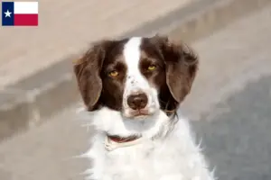 Read more about the article Drentse Patrijshond breeders and puppies in Texas