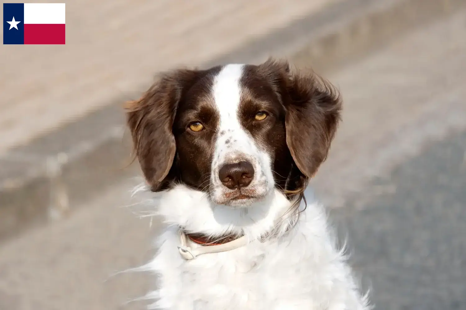 Drentse Patrijshond puppies and breeders Texas Here you can find Drentse Patrijshonds breeders in Texas.