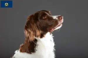 Read more about the article Drentse Patrijshond breeders and puppies in Vermont