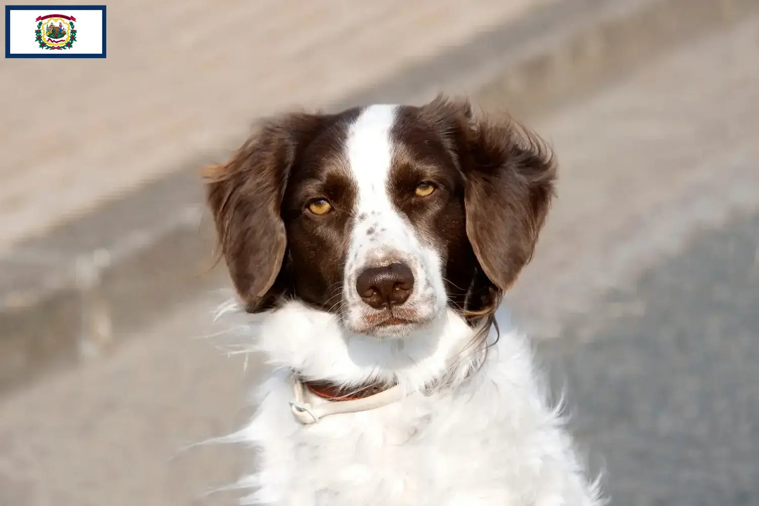 Drentse Patrijshond puppies and breeders West Virginia Here you can find Drentse Patrijshonds breeders in West Virginia.