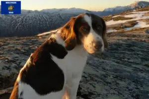 Read more about the article Drentse Patrijshond breeders and puppies in Wisconsin