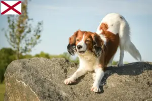 Read more about the article Dutch Kooikerhondje breeders and puppies in Alabama
