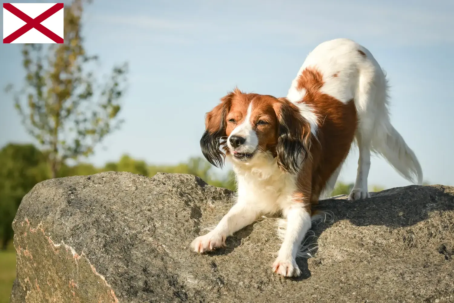 Dutch Kooikerhondje puppies and breeder Alabama Find Dutch Kooikerhondje breeders in Alabama here.
