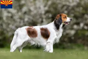 Read more about the article Dutch Kooikerhondje breeders and puppies in Arizona