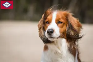 Read more about the article Dutch Kooikerhondje breeders and puppies in Arkansas