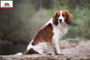 Read more about the article Dutch Kooikerhondje breeders and puppies in California