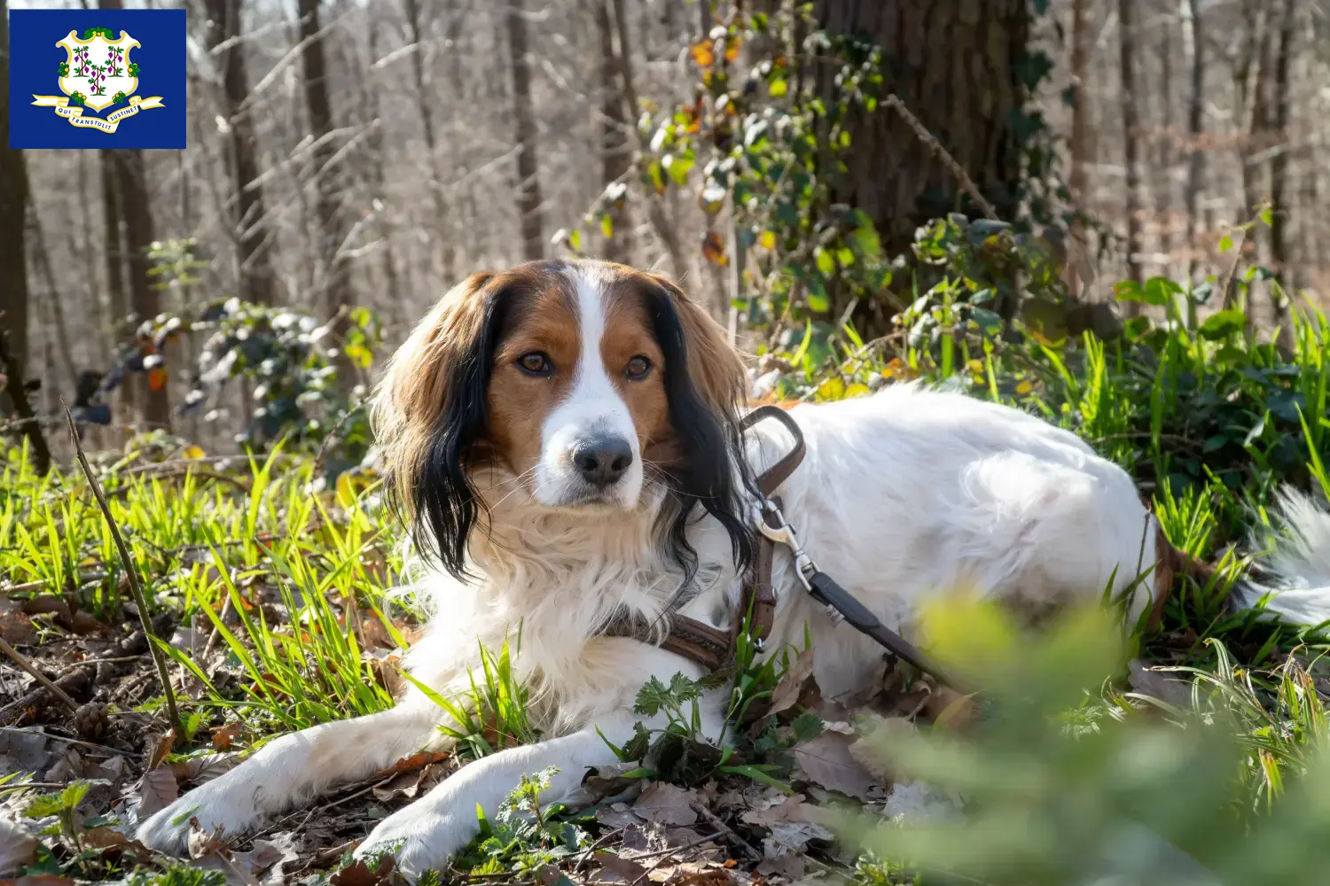 Dutch Kooikerhondje puppies and breeders Connecticut Find Dutch Kooikerhondje breeders in Connecticut.