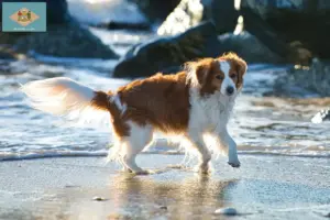 Read more about the article Dutch Kooikerhondje breeders and puppies in Delaware