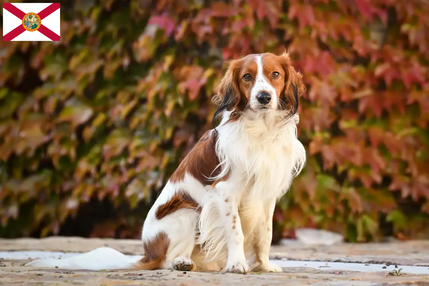 Dutch Kooikerhondje puppies and breeders Florida Find Dutch Kooikerhondje breeders in Florida here.