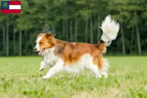 Read more about the article Dutch Kooikerhondje breeders and puppies in Georgia