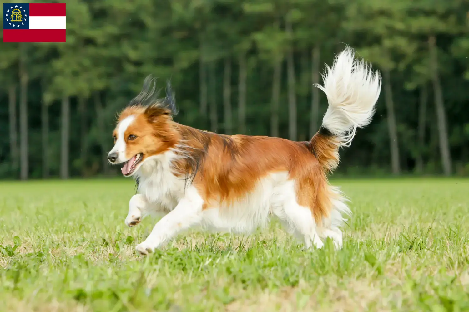 Dutch Kooikerhondje puppies and breeder Georgia Find Dutch Kooikerhondje breeders in Georgia here.