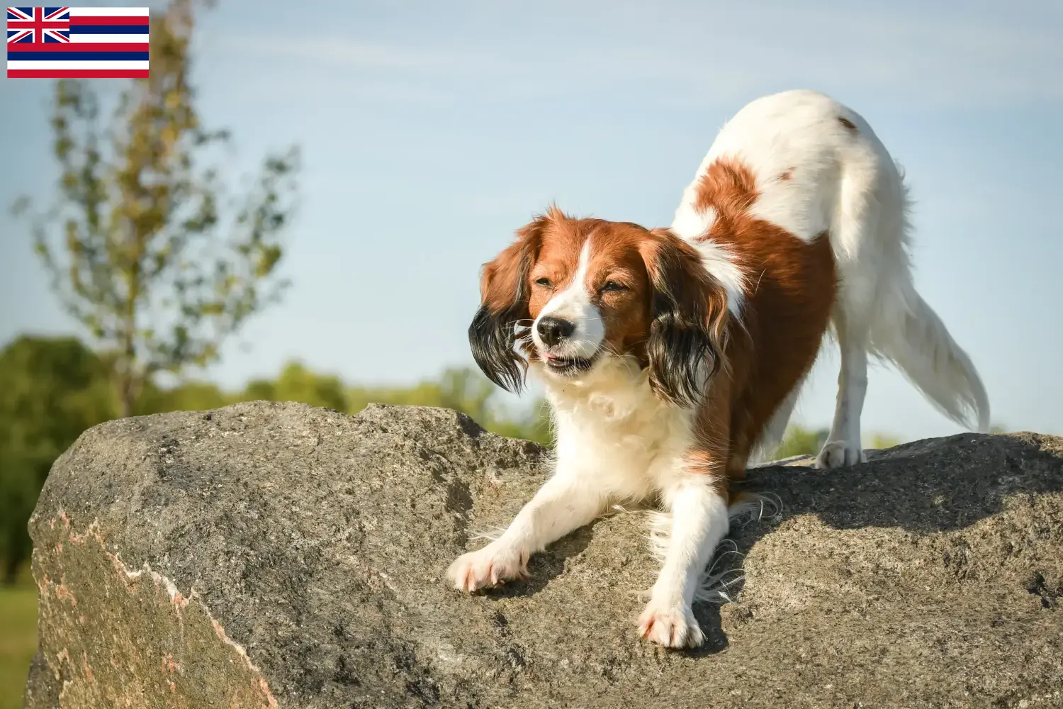 Dutch Kooikerhondje puppies and breeders Hawaii Find Dutch Kooikerhondje breeders in Hawaii here.