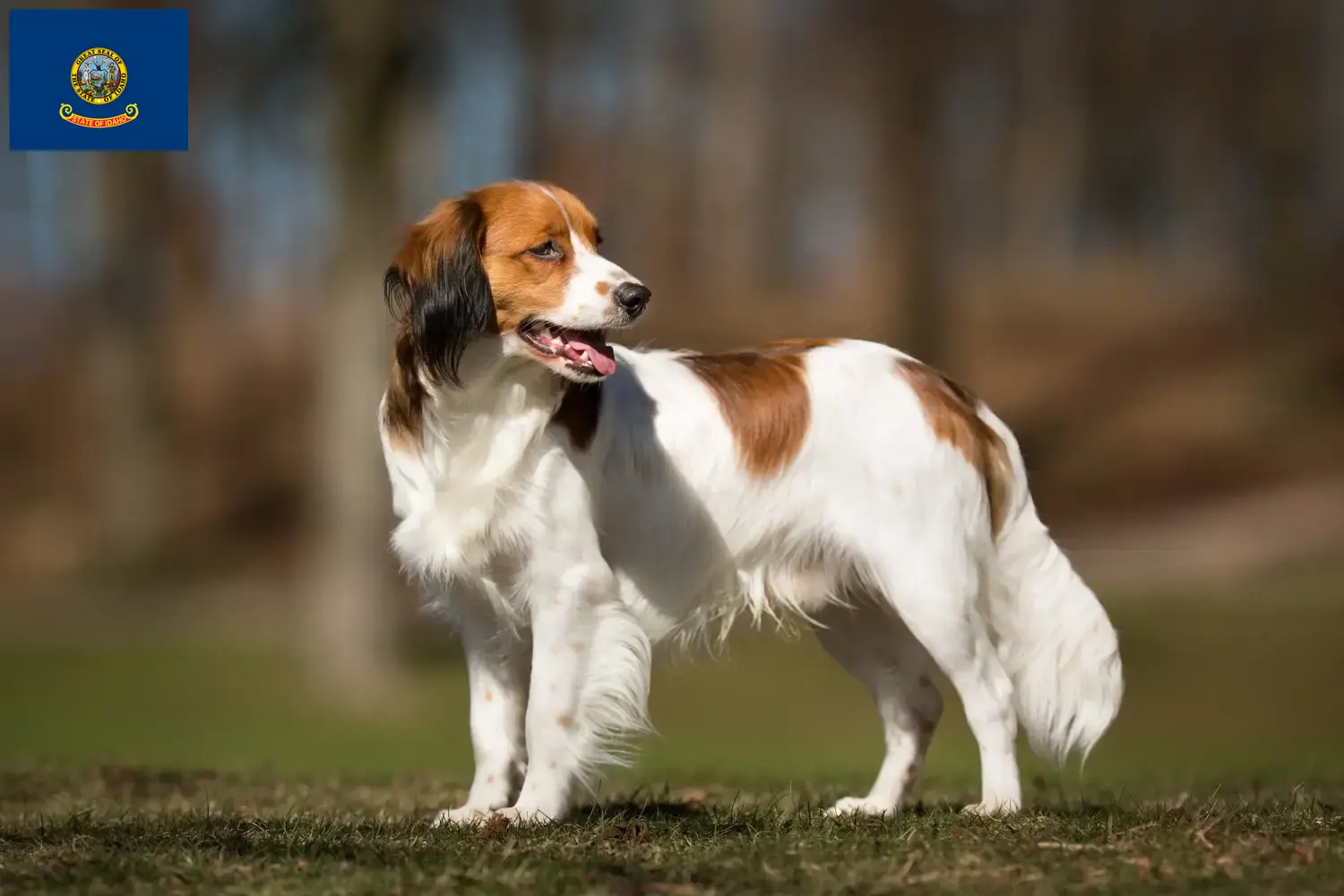 Dutch Kooikerhondje puppies and breeders Idaho Find Nederlandse Kooikerhondje breeders in Idaho.