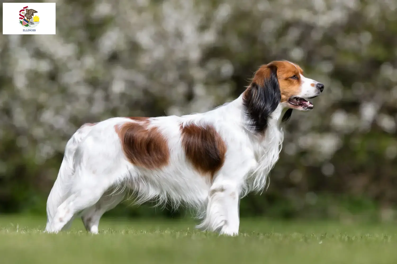 Dutch Kooikerhondje puppies and breeders Illinois Find Dutch Kooikerhondje breeders in Illinois here.