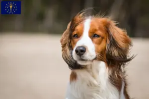 Read more about the article Dutch Kooikerhondje breeders and puppies in Indiana