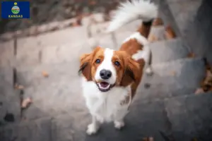 Read more about the article Dutch Kooikerhondje breeders and puppies in Kansas