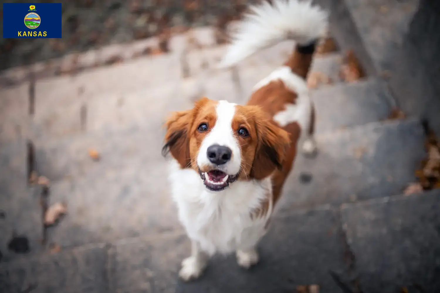 Dutch Kooikerhondje puppies and breeders Kansas Find Dutch Kooikerhondje breeders in Kansas here.
