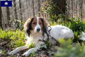 Read more about the article Dutch Kooikerhondje breeders and puppies in Kentucky