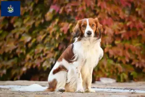 Read more about the article Dutch Kooikerhondje breeders and puppies in Maine