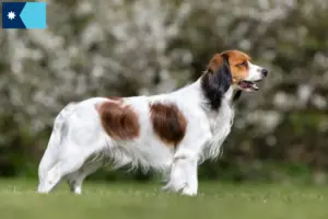 Read more about the article Dutch Kooikerhondje breeders and puppies in Minnesota