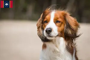 Read more about the article Dutch Kooikerhondje breeders and puppies in Mississippi