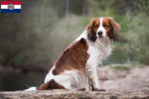 Read more about the article Dutch Kooikerhondje breeders and puppies in Missouri