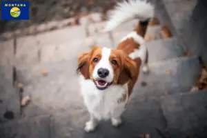 Read more about the article Dutch Kooikerhondje breeders and puppies in Montana