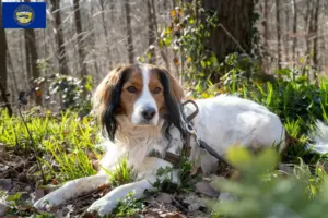 Read more about the article Dutch Kooikerhondje breeders and puppies in Nebraska