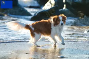 Read more about the article Dutch Kooikerhondje breeders and puppies in Nevada