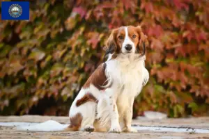 Read more about the article Dutch Kooikerhondje breeders and puppies in New Hampshire
