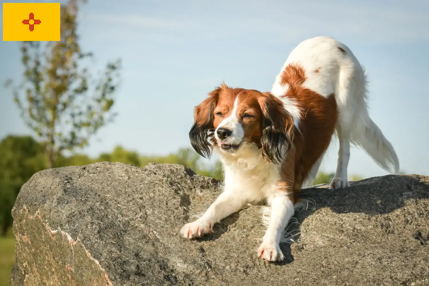 Dutch Kooikerhondje puppies and breeders New Mexico Find Nederlandse Kooikerhondje breeders in New Mexico.