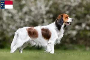 Read more about the article Dutch Kooikerhondje breeders and puppies in North Carolina